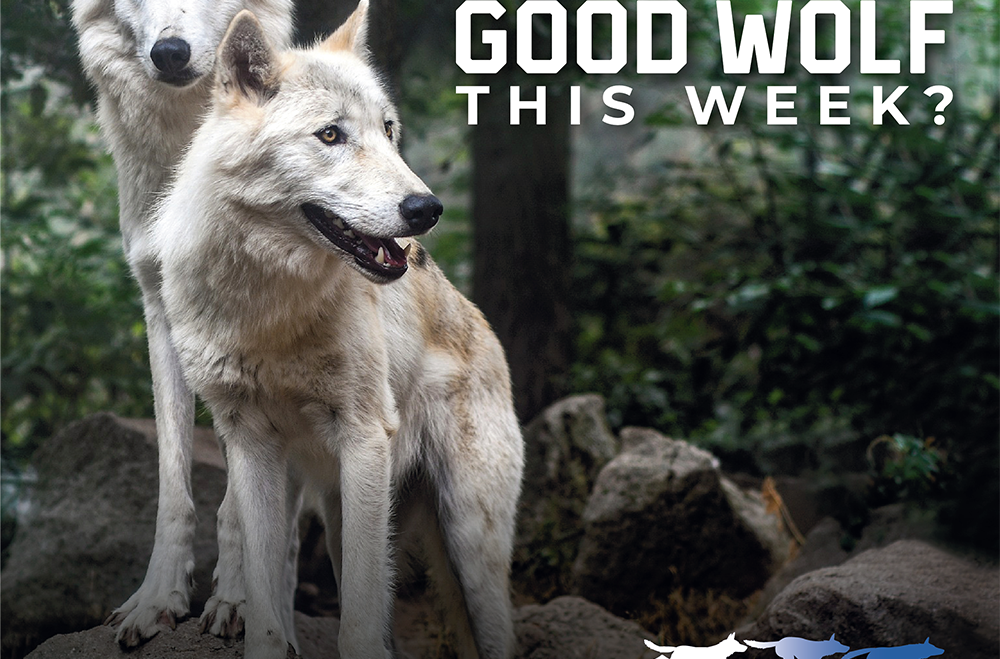 How did you feed your Good Wolf this week?